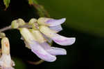 Hog Peanut